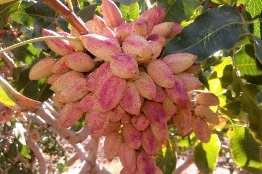 برداشت محصول از قطب پسته استان فارس آغاز شد