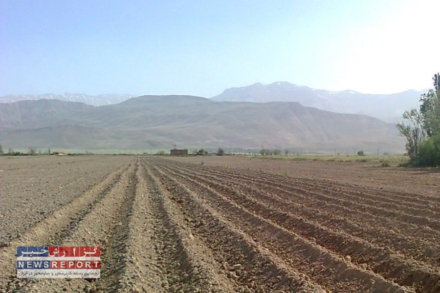 کشت گندم در کوار آغاز شد