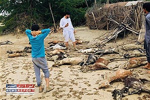 ارسال کمک های جمع آوری شده مردمی برای سیل زدگان سیستان و بلوچستان