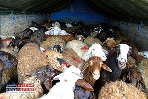 دستگیری باند قاچاقچیان احشام در لامرد