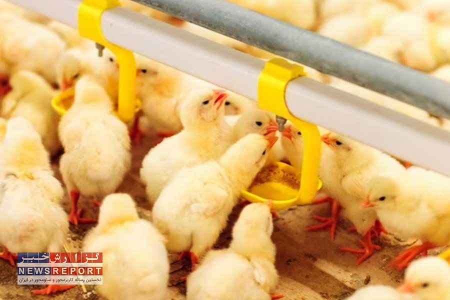 افزایش رشد ۵۰ درصدی جوجه ریزی در بافق