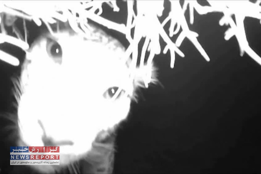 همراهی دوستداران محیط زیست شهر اشکنان لامرد  برای مستندسازی گونه های حیات وحش