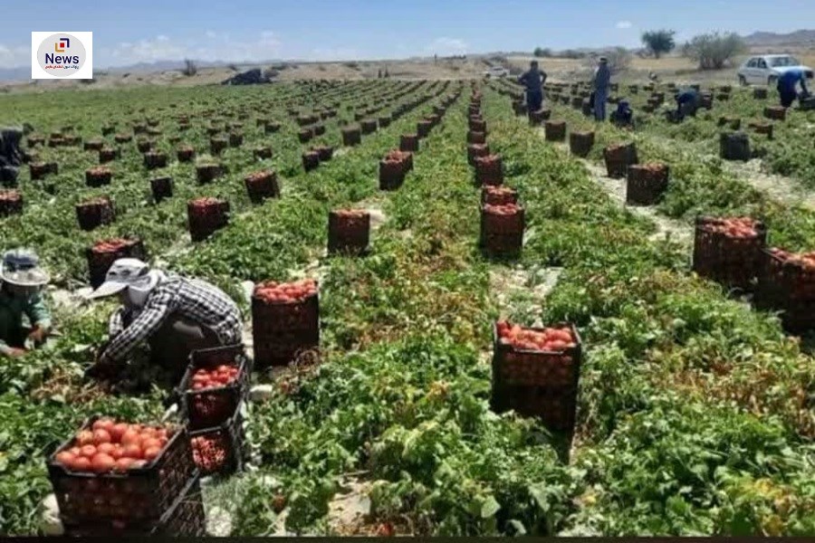 81 هزارتن محصول گوجه فرنگی از مزارع بخش دهرم شهرستان فراشبند برداشت شد