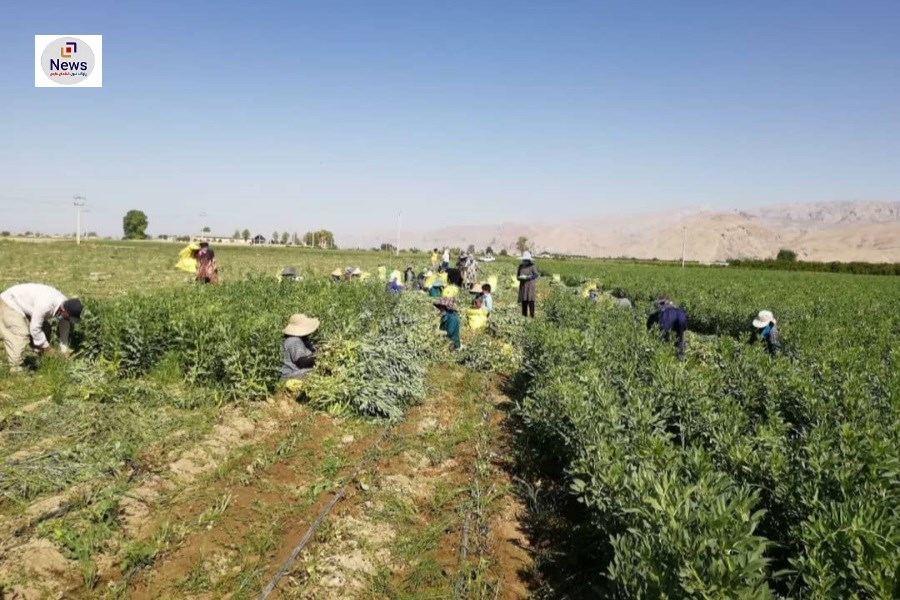 برداشت بیش از ۸ هزار تن باقلا از مزارع شهرستان فسا