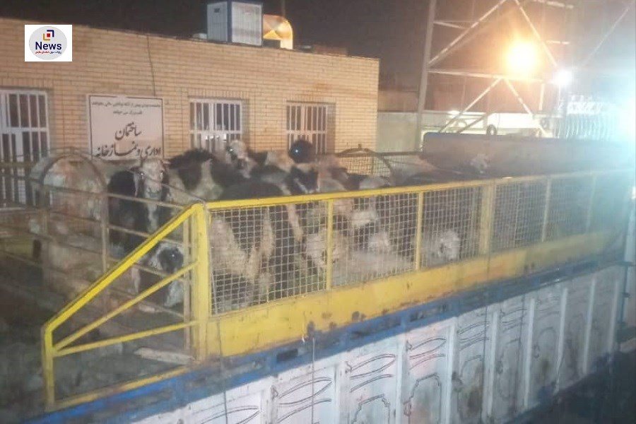 محموله‌ی بزرگ دام به ظن قاچاق در شیراز کشف شد