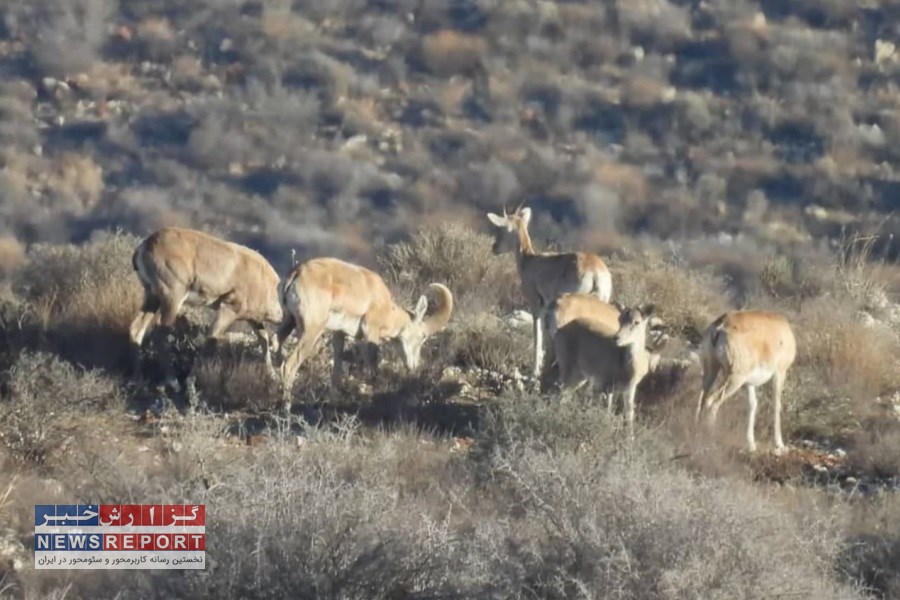 ابراهیم غلامزاده زنگنه به کمک حفاظت از حیات وحش و طبیعت کوه سادول شتافت