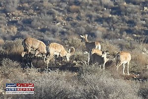 ابراهیم غلامزاده زنگنه به کمک حفاظت از حیات وحش و طبیعت کوه سادول شتافت