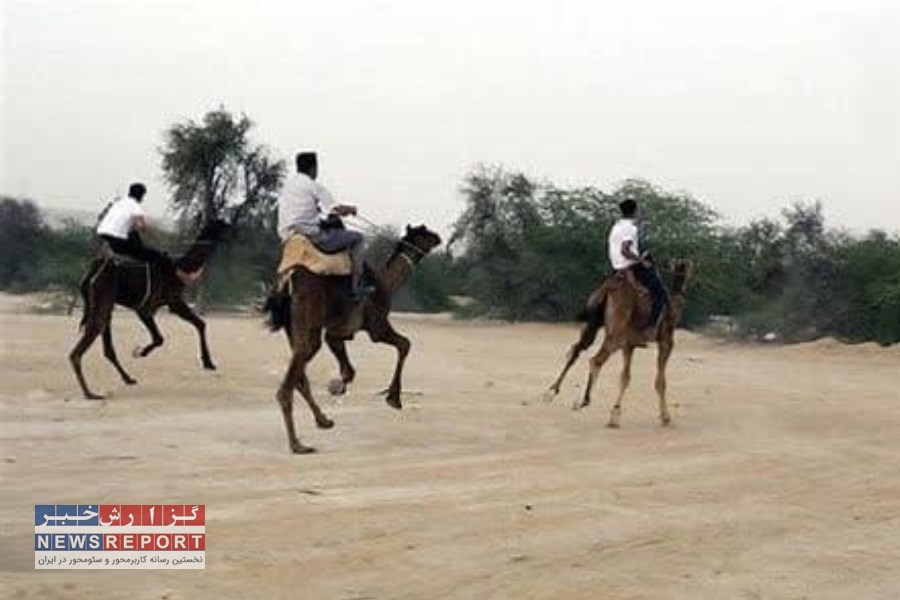 تاختی در شن‌های طلایی؛ رقابت هیجان‌انگیز شترسواری در بافق