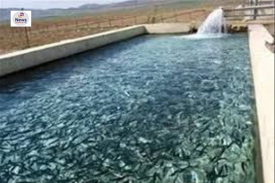 تولید بیش از ۴۰ تن ماهی در کوار